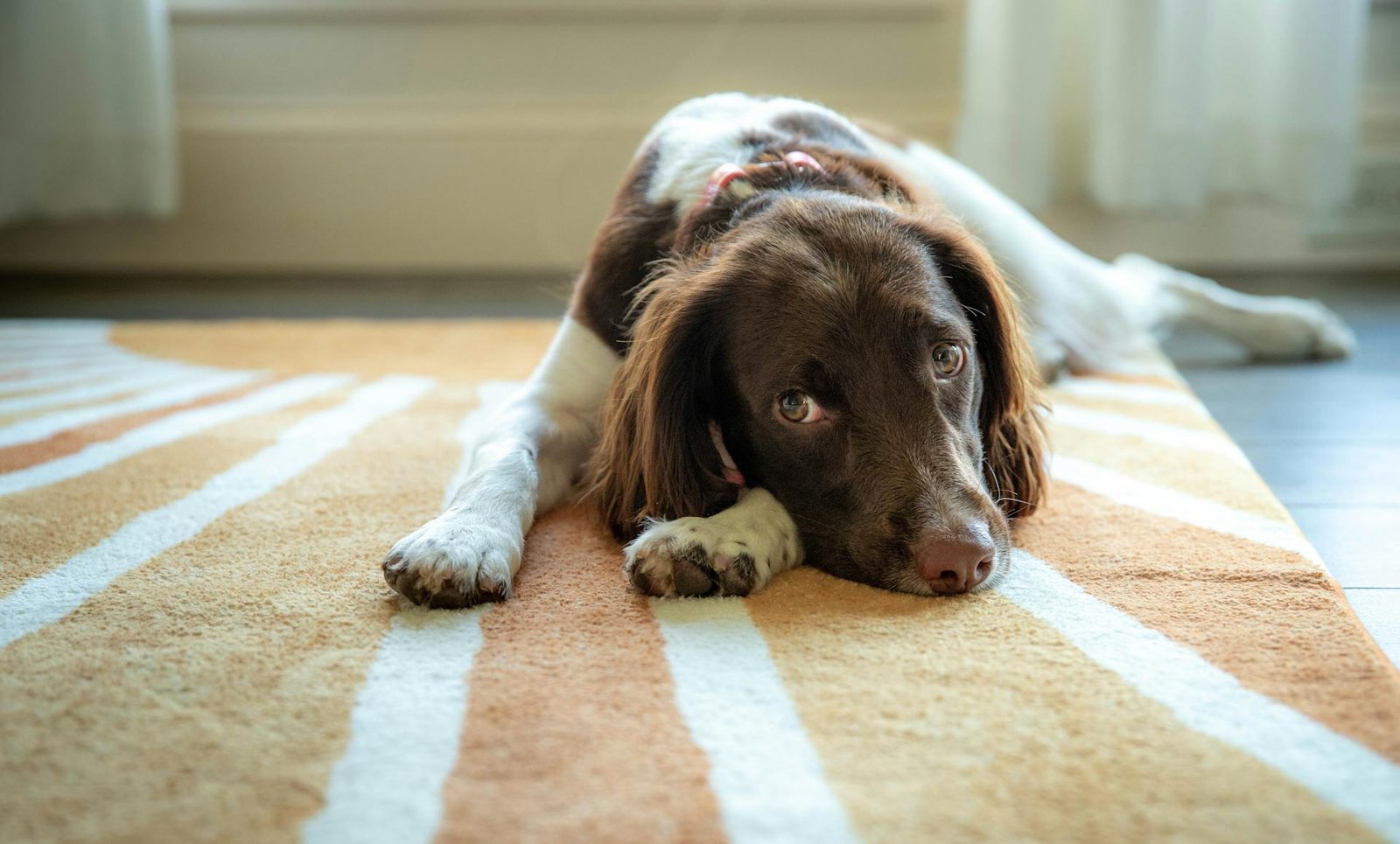 Pet odour removal from carpet Manchester