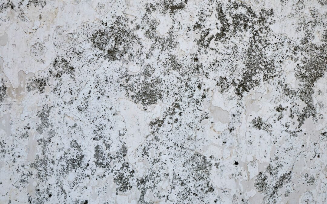 Black Mould in Carpet After a Leak and When It Is Too Late to Save It
