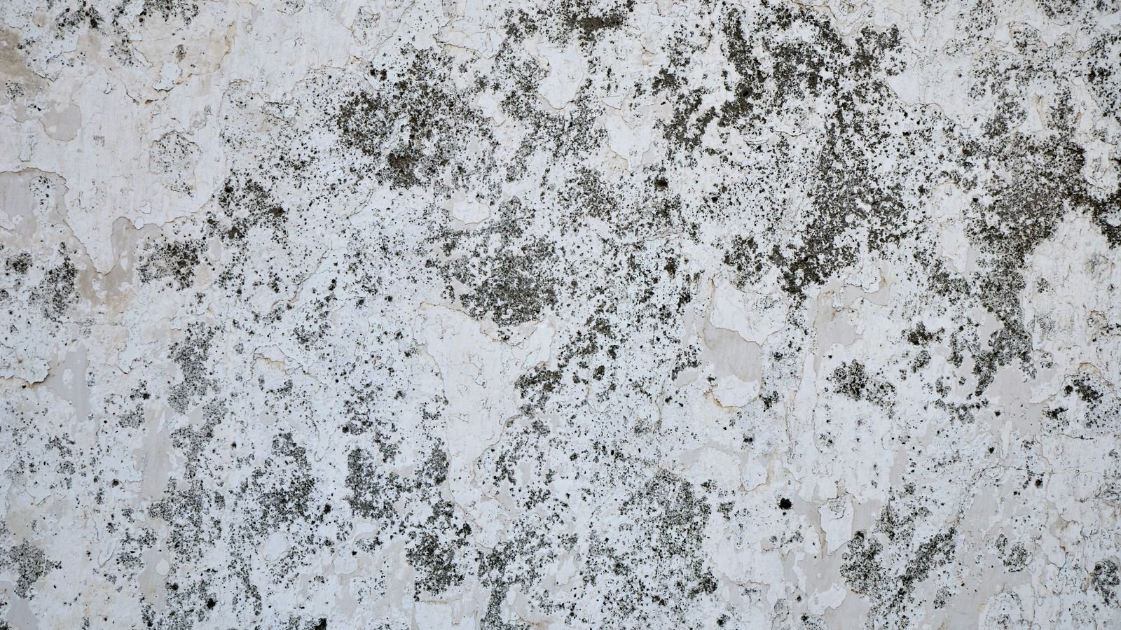Patches of black mould spreading across a white wall