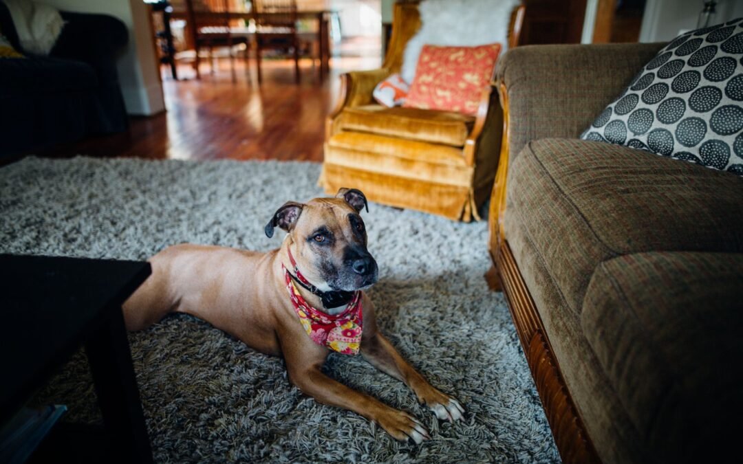 How to Get Pet Urine Smell Out of Carpet, and Why It Keeps Coming Back