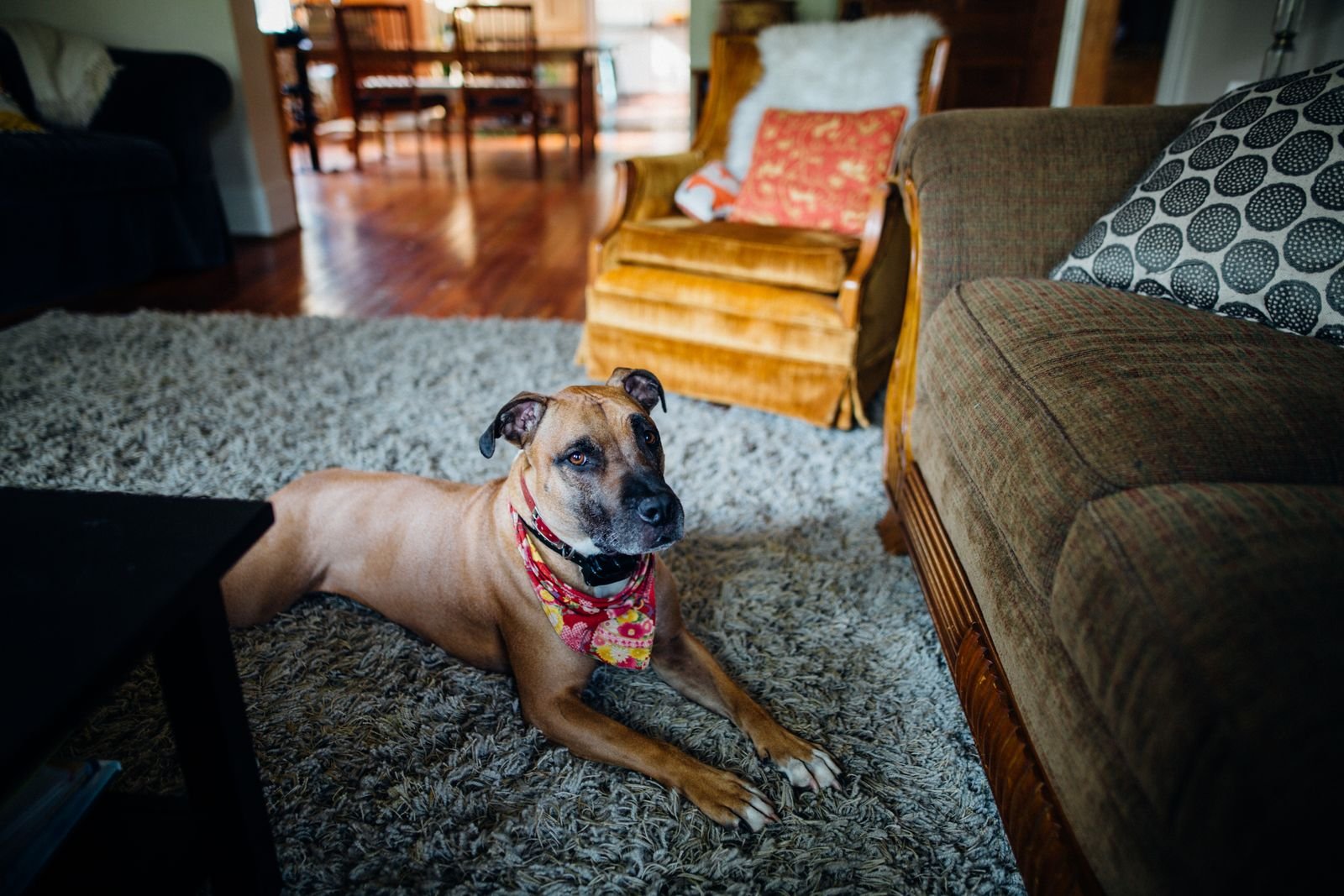 How to Get Pet Urine Smell Out of Carpet, and Why It Keeps Coming Back A boxer dog lying on a grey living room carpet