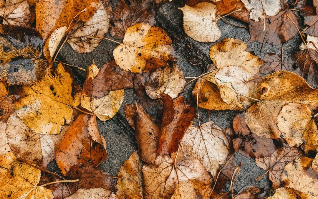 Wet Leaves, Mud and Grit, Keeping a Manchester Entrance Clean Through Autumn