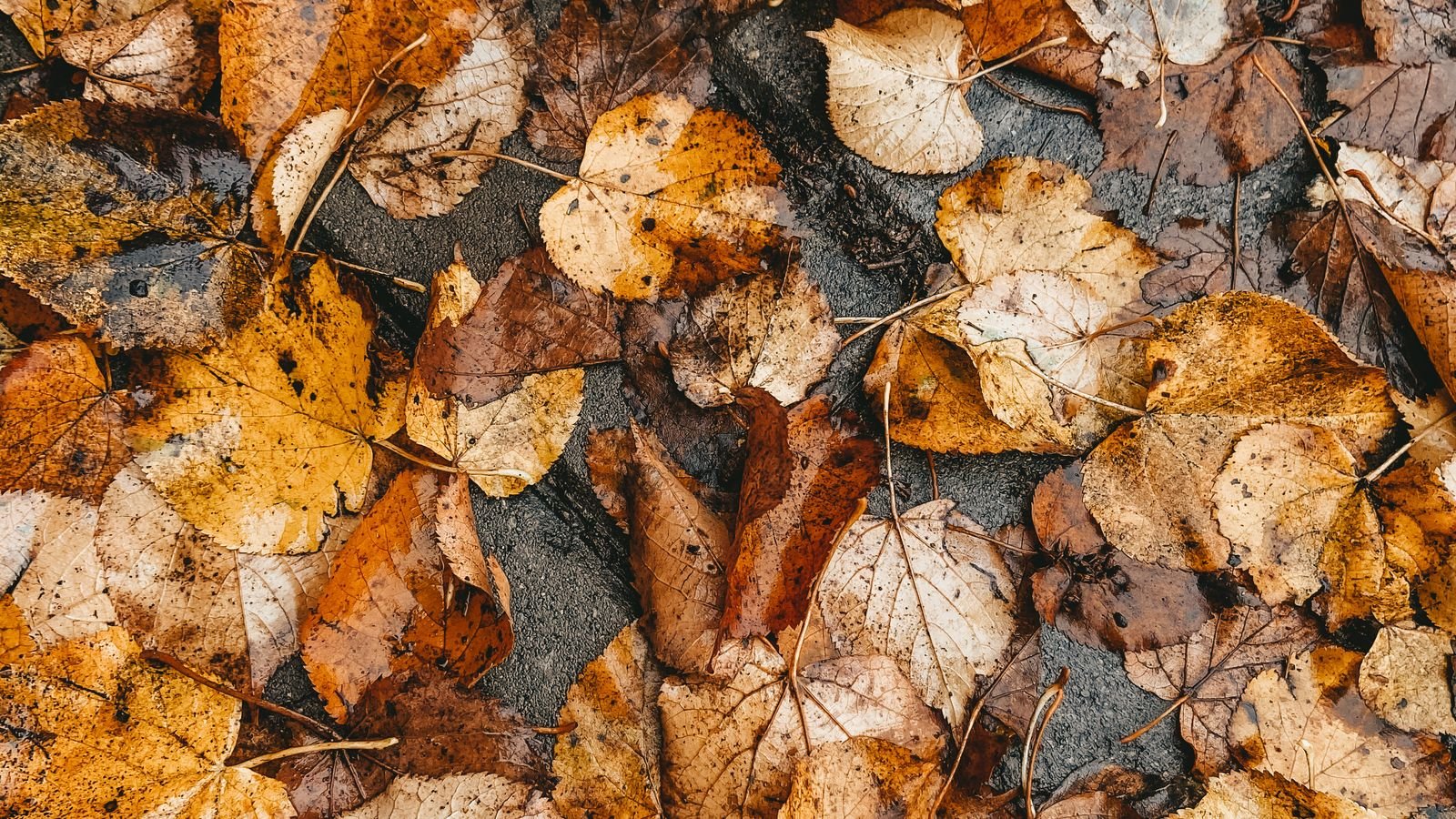 Wet brown autumn leaves stuck to damp flagstone paving with grit and puddles